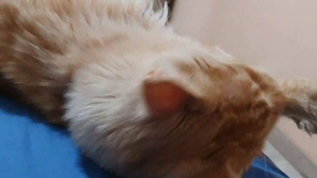 Муж говорит или это или ничего 🤦♀️ смотреть онлайн