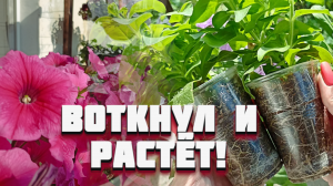 Как черенковать ПЕТУНИЮ в августе, что СОХРАНИТЬ на зиму!
