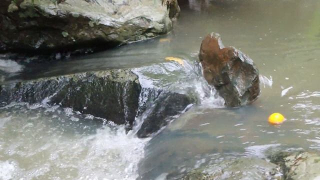 Survival in the rainforest - Man catch fish to cook for dog and pick orange in water - Eating смотреть онлайн