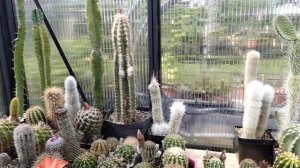 Пересадка кактуса.Королева ночи - Селеницереус грандифлорус.Пародии,эхинопсисы гибридные.Цветение.