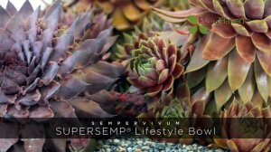 PlantHaven 360º Video - Sempervivum SUPERSEMP® Lifestyle Bowl