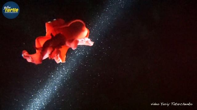 Испанский танцор - роковой танцор | Красное море | Подводные съемки смотреть онлайн