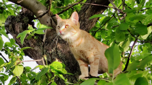 Забавный кошка на дереве