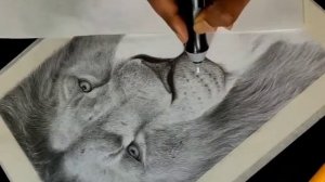 drawing| Sketch of lion| Vk Art box|