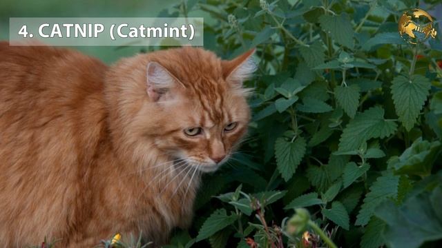 MOSQUITO REPELLENT PLANTS | Natural Remedy For Mosquitoes - Plants Repelling mosquitoes in Garden