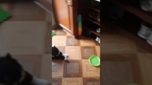 застенчивый Царь Бонифаций