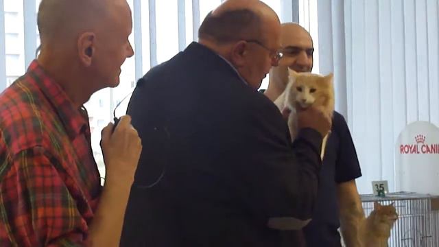 Выставка кошек г. Псков 12.11.2017г. смотреть онлайн