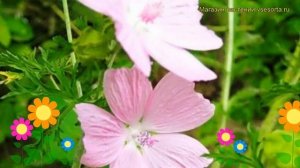 Мальва мускусная Розеа. Краткий обзор, описание характеристик malva moschata Rosea