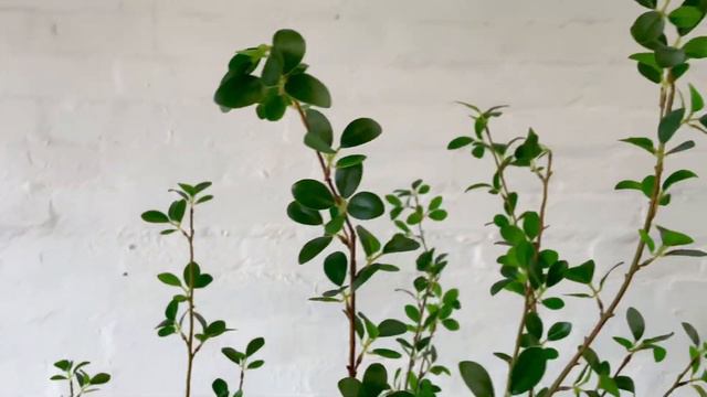 Artificial Fine Ficus Tree | Green | 180cm смотреть онлайн