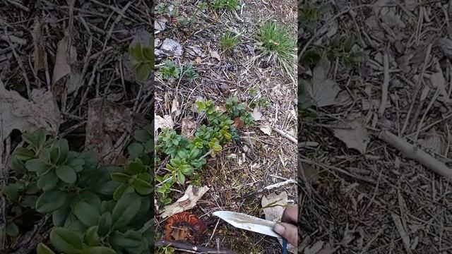 Сморчки.Грибы весенние в лесу# грибы#сморчки#весна смотреть онлайн