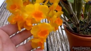 Ананасовая  орхидея или Dendrobium densiflorum уход и содержание в домашних условиях.