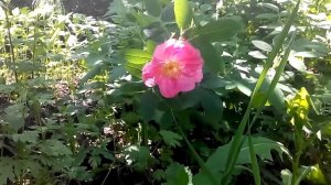 Народный праздник «Свобориное дерево». Приметы и традиции на 6 июня.