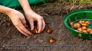 Когда сажать тюльпаны осенью, хранение и уход за тюльпанами осенью и зимой