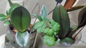 ДВЕ ЛОЖКИ ЧУДО НАСТОЯ В КОРНИ  ОРХИДЕИ И ПЕНЬ ЗАКОЛОСИТСЯ!! КАЛАНХОЭ  И ТОЛСТЯНКА ДЛЯ  ОРХИДЕЙ!! ??