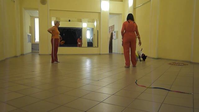 Дрессировка цирковая смотреть онлайн