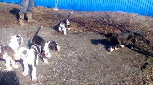 VID_20160228_143138.3gp