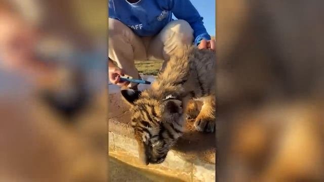 ЭТОТ ДЕТЕНЫШ СТАЛ САМЫМ ОПАСНЫМ ЗВЕРЕМ, НЕВЕРОЯТНЫЕ ПРЕВРАЩЕНИЯ ЖИВОТНЫХ