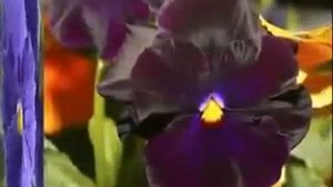 ЦВЕТЫ Анютины глазки...