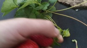 Клубника в конце сентября! сорт Флорида Бьюти