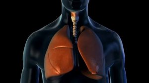 Аускультация лёгких: мелкопузырчатые хрипы