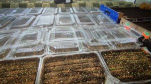 Петуния взошла! Что делать дальше?