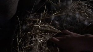 Как Проверить Яйца под Мускусной уткой / нужно ли проверять яйца под наседкой / Насиживание индоутя