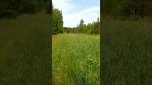 В лес по ягоды.