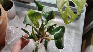 ОБЗОР Комнатных растений в декабре 2022?/Монстеры, филодендроны и сансевиерии/1 часть