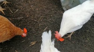 Очки от расклева для кур.