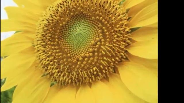 I Girasoli (SunFlower) (ocarina) смотреть онлайн