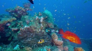 Винтаж Нью Йорк релакс | Summer Lofi Hip hop relax music. Space video