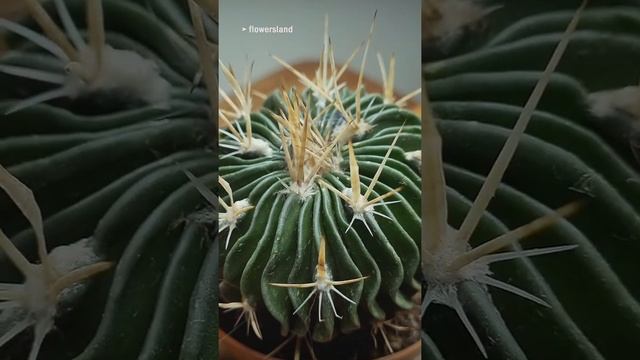 Кактус Эхинофоссула / Стенокактус ( Echinofossula / Stenocactus ) @FlowersLand