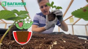 Как сажать клубнику ? + ТОП 5 ошибок новичка