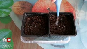 Адениум из семян вырастить просто!