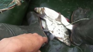 Снасть,которая ловит любую рыбу.Рыбалка на перетягу.