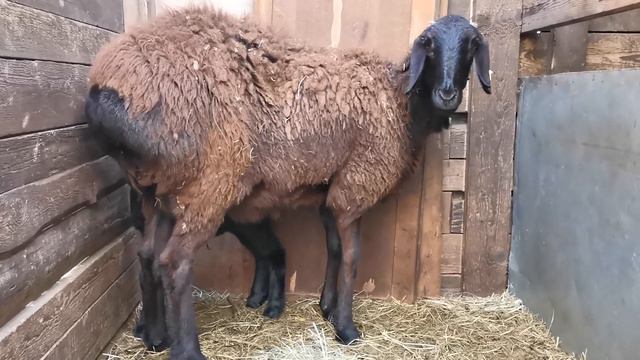 Нереально блестящий гиссарский ягненок. смотреть онлайн