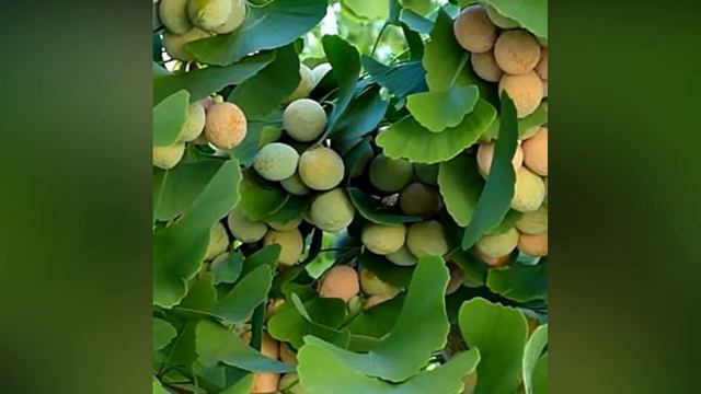 Ginko Biloba. Beneficii si contraindicatii смотреть онлайн