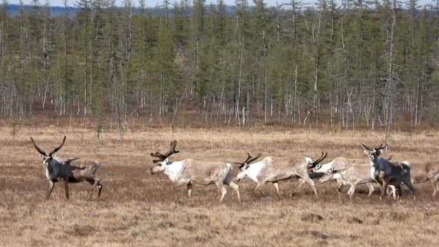 Олени и росомаха (Rangifer tarandus, Gulo gulo) смотреть онлайн