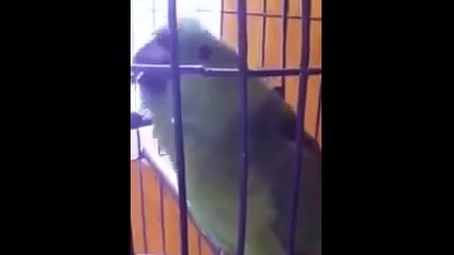 попугай когда дома появился ребенок смотреть онлайн