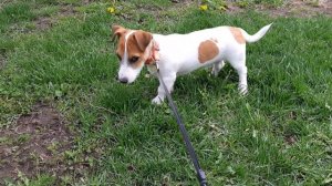 Джек Рассел 4 месяца прогулка