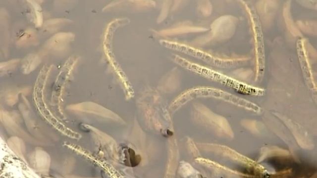 Как избавиться от слизней? Урожайные грядки. смотреть онлайн