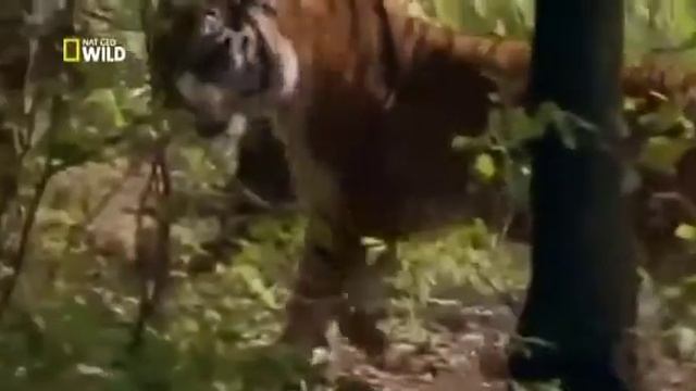 Siberian Tigers Wildlife Animals смотреть онлайн