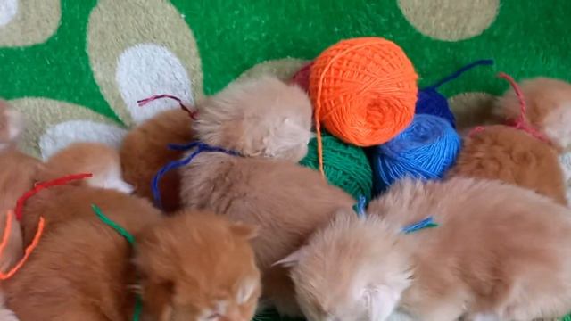 Котята Мейн - Кун в Казани, редких окрасов.12.11.2022 г.р. Продаются не дорого.