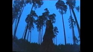 Путеводная звезда