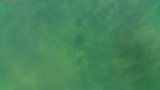 оранжевая плесень