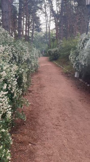 Волшебство Кисловодского парка - аллея спиреи