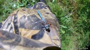Стрекоза поймала насекомое, села на меня пообедать A dragonfly caught an insect, sat on me for lunc
