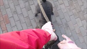 Жизнь без собак. Амстаффтерьеры / Life without dogs. American Staffordshire Terriers