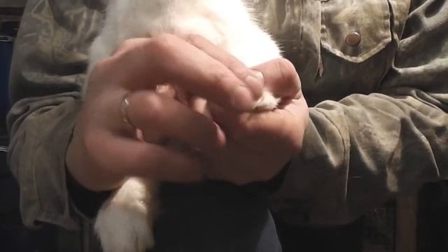 Стрижём когти кролику смотреть онлайн