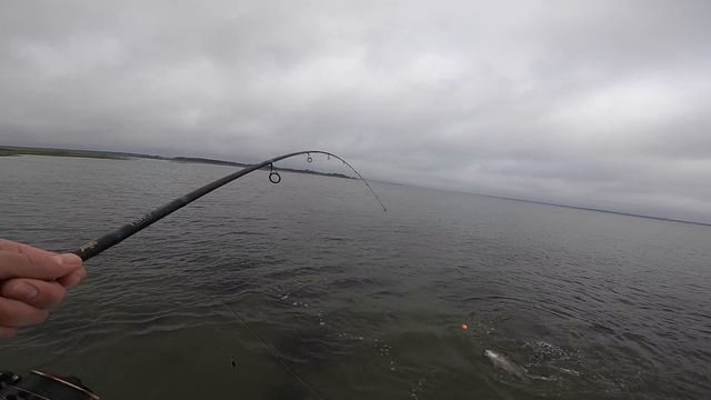 FINDING BIG REDFISH in SHALLOW CREEKS with BERKLEY GULP! смотреть онлайн